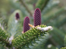 Pine tree flower