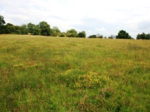 Great Crested Newt Survey site in Rowney Green, Worcestershire