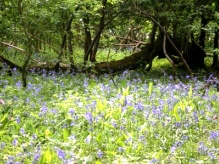 Dormouse Survey and Breeding Bird Survey site in Turnford, Hertfordshire