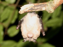 Lesser Horseshoe Bat