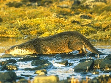 Otter