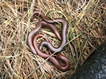 Reptile surveys - slow worms