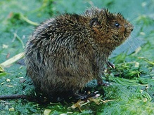 Water Vole